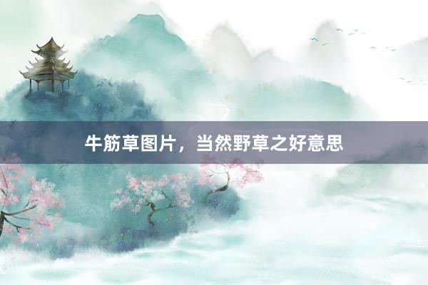 牛筋草图片，当然野草之好意思